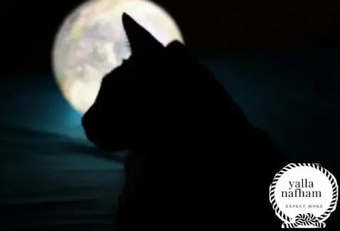 تفسير حلم القطه السوداء للبنت
