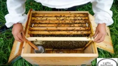 دراسة جدوي منحل عسل